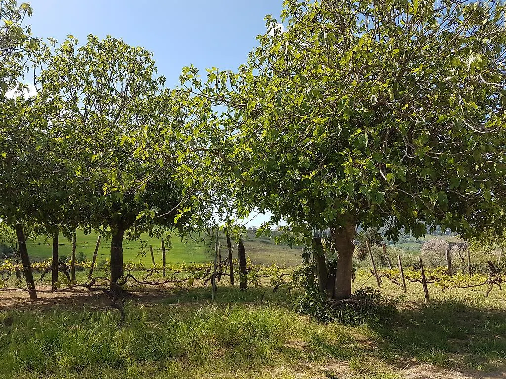 Il Giogo Agriturismo Rosignano Marittimo Italië